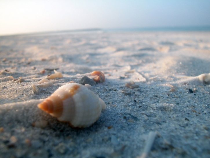 beach-shell-1535705