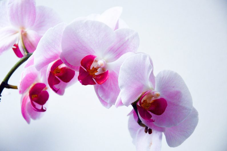 Orchid